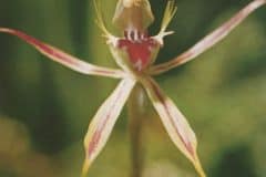 オーストラリアIMG_20200111_0001-scaled