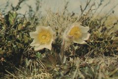 ノルウェーIMG_20200111_0001-scaled