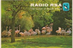 南アフリカの声IMG_20200111_0002-scaled